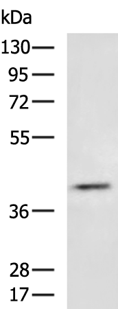 BCAT1