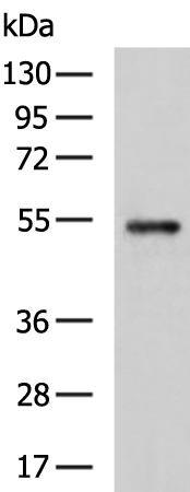 C3AR1