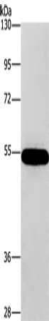 CNDP1