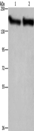 CYFIP2