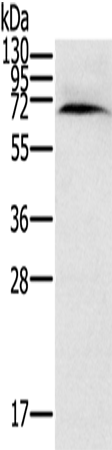 CYP11A1