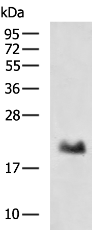 DCTN5