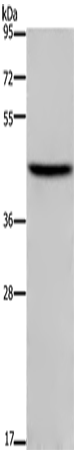 TFDP1