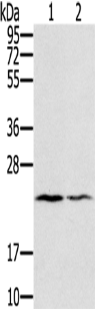 EDN2