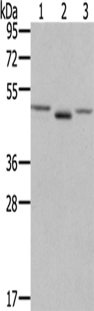 FGFRL1