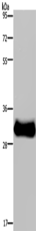 FHL3