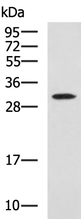 GLIPR1