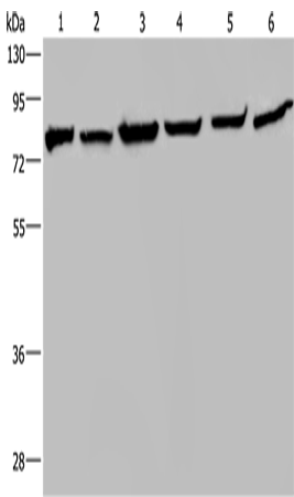 HSPA9