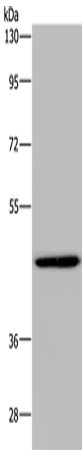GTPBP10
