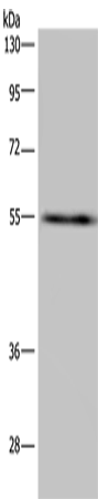IMPDH2