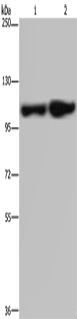 ITGA2B
