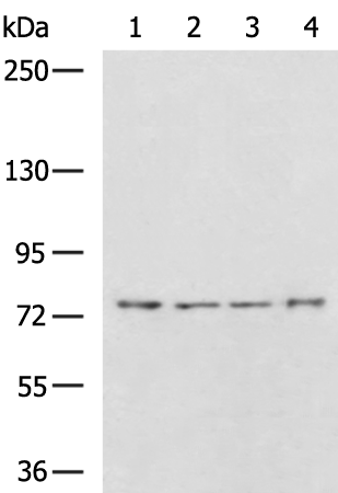 KLHL1