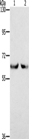 KLHL2