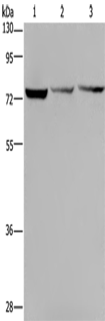 KLHL9