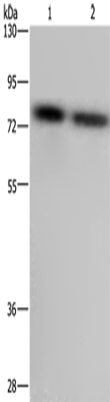 PABPC1