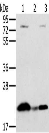 NDUFAF2