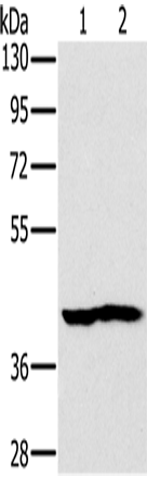 NDUFA10