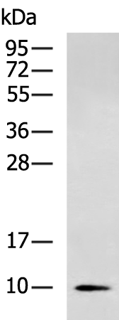 NDUFA2