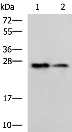 PGRMC2