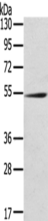 RMDN3