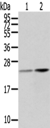 RBP4