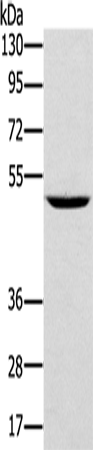 TRIM31