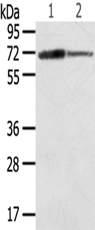 SDHA