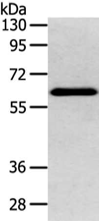 DHCR24