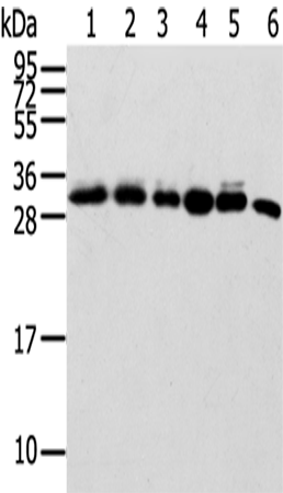 SENP8