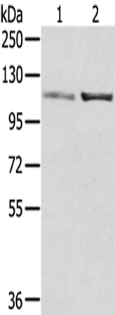 SENP7