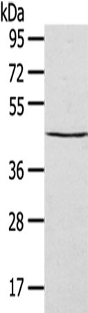 SEPTIN2