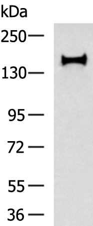 INPP5D