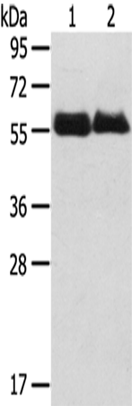 SRPX