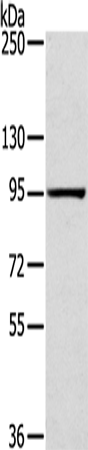 SLITRK4