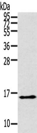 THRSP
