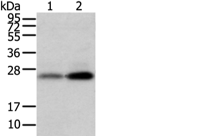 WFDC5