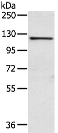 WWP1