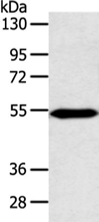 ZNF239