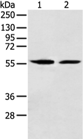 FMO5