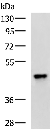 TBRG1