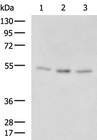 TINAGL1