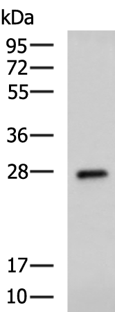 PRG2