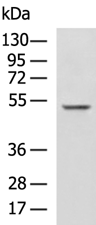 ZNF672