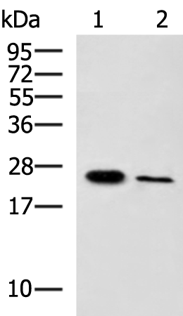EBI3