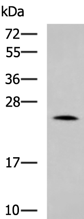 LYPLA1