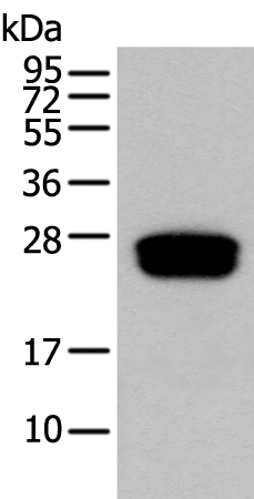 GLIPR1L1