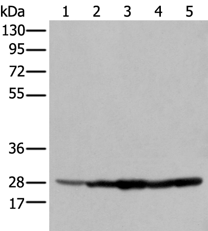 ECI1