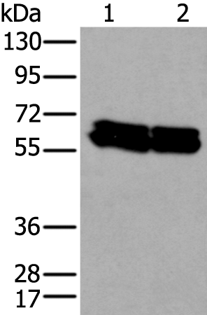 ZNF207