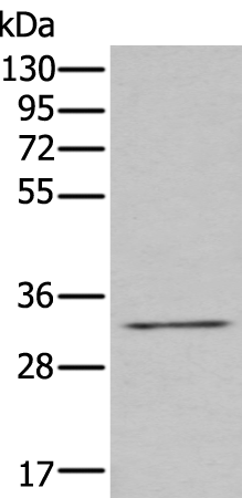 ZNF346