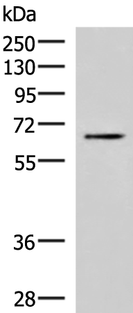 BRD9